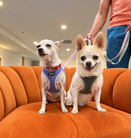 littleboogieshoes Instagram post about Dog treat teaser