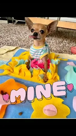 littleboogieshoes Instagram post about Dog snack behavior