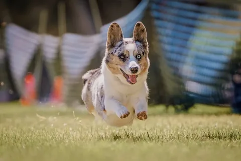 littlecooperbear Instagram post about Dog athletic achievement