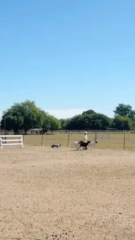 littlecooperbear Instagram post about Herding dog humor