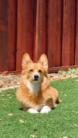 littlecooperbear Instagram post about Human dog bond