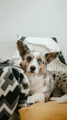 littlecooperbear Instagram post about Dog roleplay