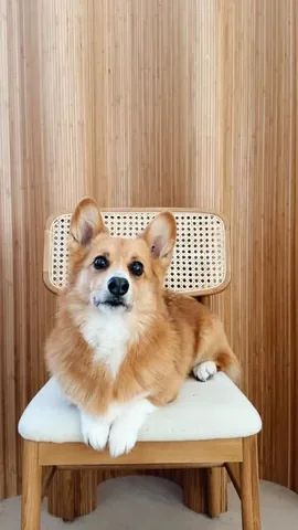 littlecooperbear Instagram post about Dog sibling humor