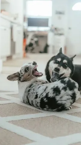 littlecooperbear Instagram post about Dogs playing together