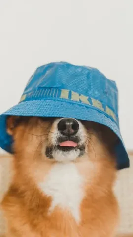 littlecooperbear Instagram post about Long term dog companionship