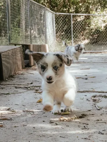 littlecooperbear Instagram post about Dog adoption anniversary