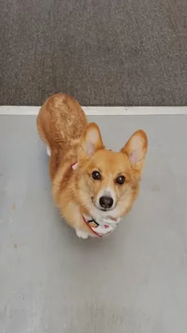 littlecooperbear Instagram post about Corgi humor