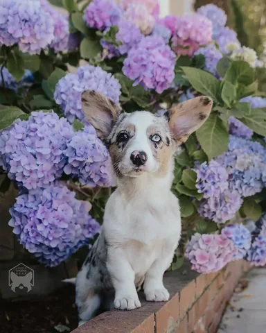 littlecooperbear Instagram post about Puppy development