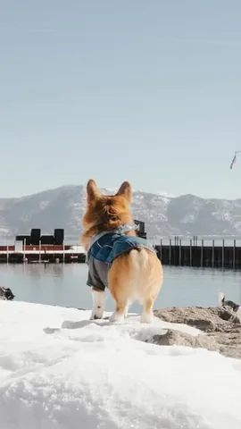 littlecooperbear Instagram post about Corgi humor