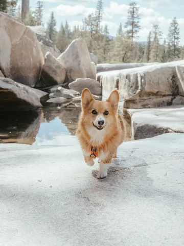littlecooperbear Instagram post about Dog humor