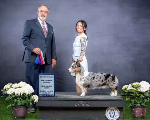 littlecooperbear Instagram post about Dog show achievement