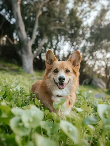 littlecooperbear Instagram post about Dog family humor