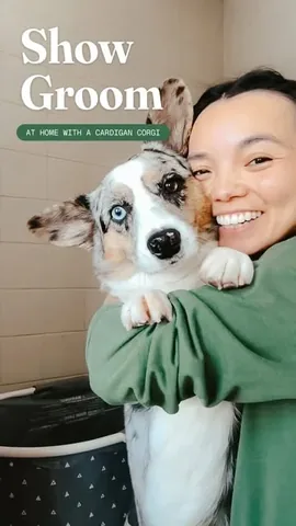 littlecooperbear Instagram post about Dog grooming