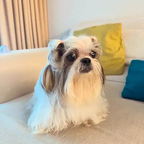 littleyetichingching Instagram post about Pet hairstyle