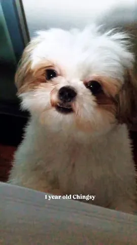 littleyetichingching Instagram post about Pet memories