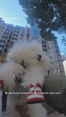 littleyetichingching Instagram post about Pet video recording