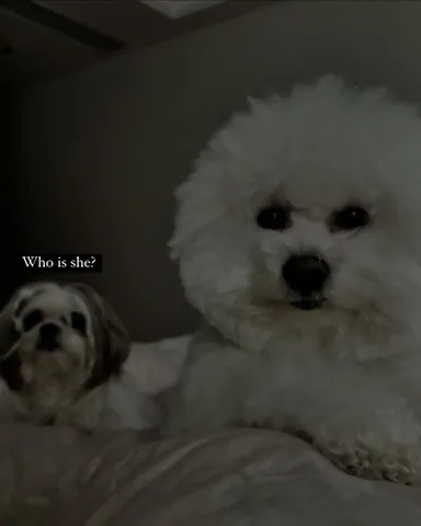 littleyetichingching Instagram post about Pet haircut