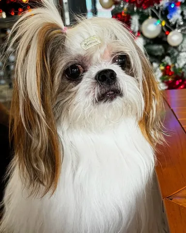 littleyetichingching Instagram post about Pet emotions