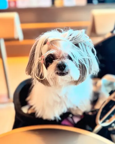 littleyetichingching Instagram post about Dog friendly food concept