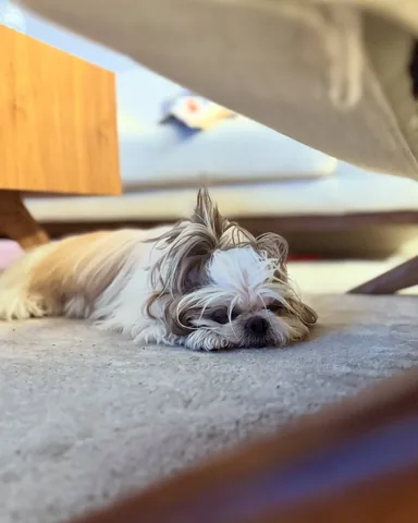littleyetichingching Instagram post about Pet exercise routine