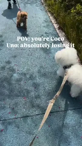 littleyetichingching Instagram post about Dog friendship