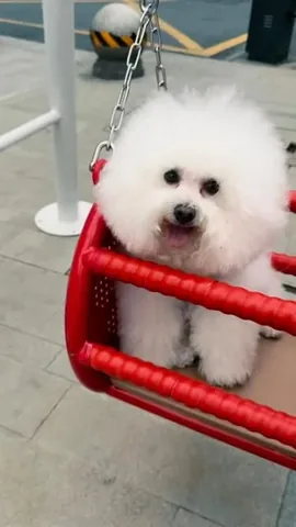 littleyetichingching Instagram post about Pet birthday
