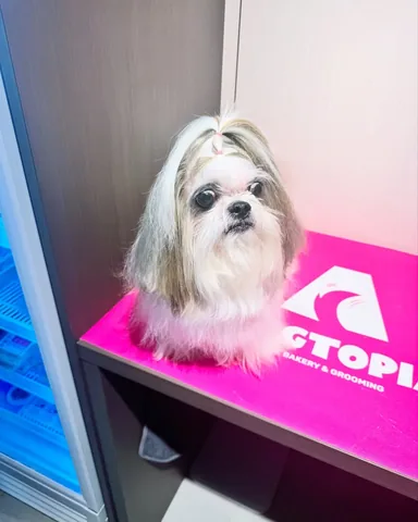 littleyetichingching Instagram post about Dog grooming transformation