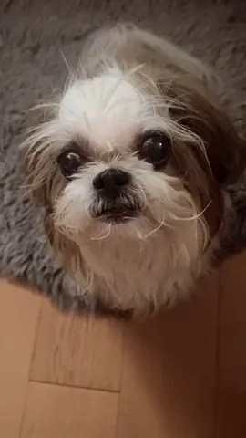 littleyetichingching Instagram post about Pet appetite