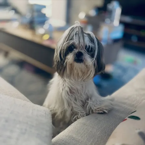 Ching Ching Cai | The Happy & Healthy Shih Tzu Instagram post thumbnail