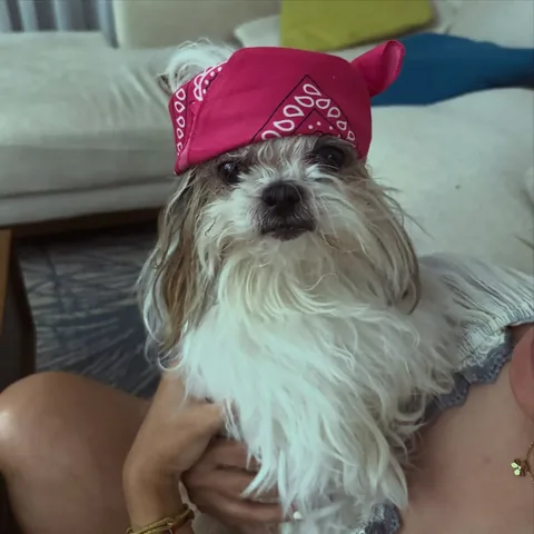 Ching Ching Cai | The Happy & Healthy Shih Tzu Instagram post thumbnail