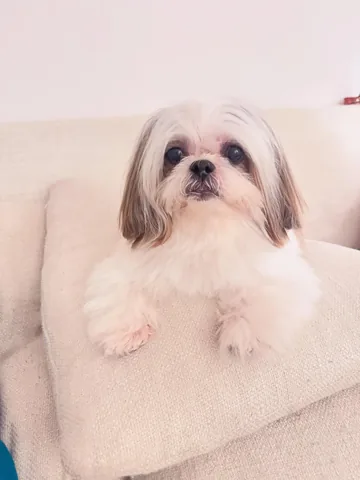 Ching Ching Cai | The Happy & Healthy Shih Tzu Instagram post thumbnail