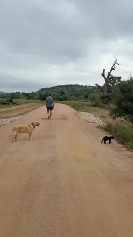 livingwithlandyn Instagram post about Pet animal