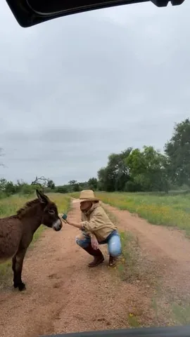livingwithlandyn Instagram post about Donkey care