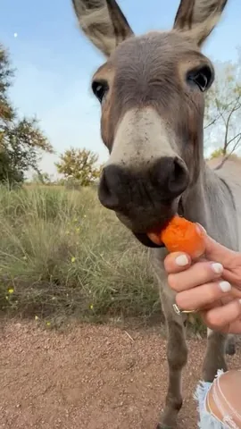 livingwithlandyn Instagram post about Donkey care