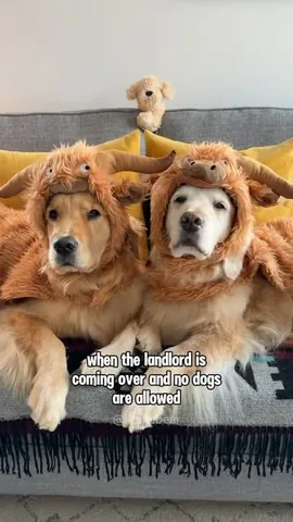 lizzie.bear Instagram post about Humorous dog costumes