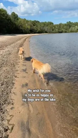 lizzie.bear Instagram post about Dogs running