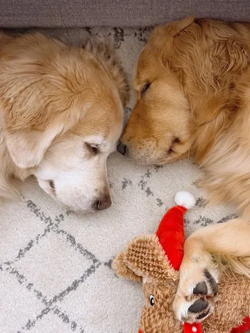 lizzie.bear Instagram post about Dog sibling relationship