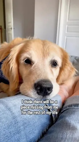 lizzie.bear Instagram post about Pet remembrance
