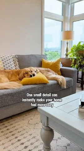 lizzie.bear Instagram post about Dogs relaxing at home