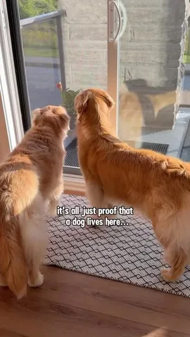 lizzie.bear Instagram post about National Dog Day tribute