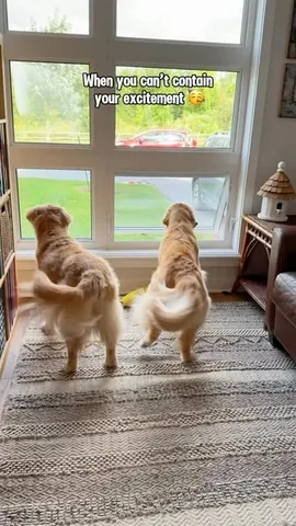 lizzie.bear Instagram post about Dog greetings