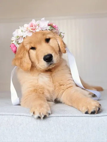 lizzie.bear Instagram post about Dog birthday