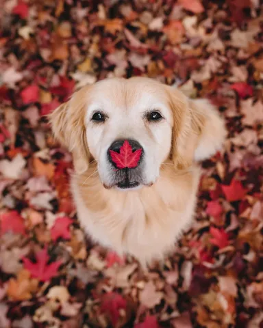 lizzie.bear Instagram post about Autumn dog photos