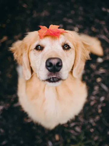 lizzie.bear Instagram post about Autumn dog photography