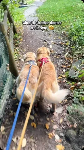 lizzie.bear Instagram post about Dog tail wagging