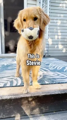 lizzie.bear Instagram post about Dog playtime