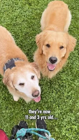 lizzie.bear Instagram post about Dog friendship