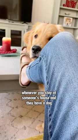 lizzie.bear Instagram post about Dog companionship