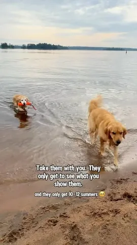 lizzie.bear Instagram post about Making time for aging dogs