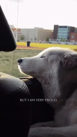 loki Instagram post about Companion bond with Loki